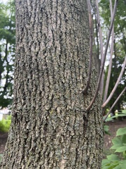 Melioides