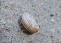 Backeljaia gigaxii