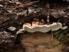 Neoantrodia serialis