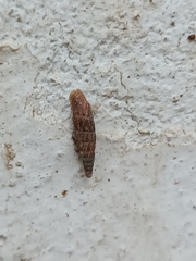 Laciniaria plicata