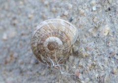 Backeljaia gigaxii