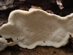 Neoantrodia serialis