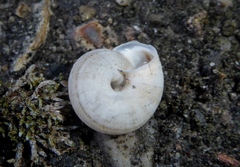 Backeljaia gigaxii