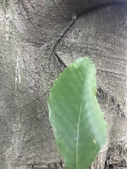 Fagaceae