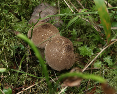Lycoperdon echinatum