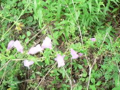 Penstemon campanulatus