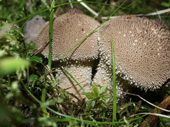 Lycoperdon echinatum