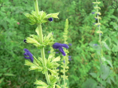 Salvia mexicana