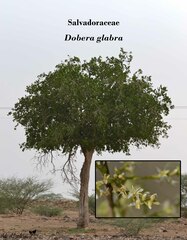 Dobera glabra