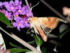 Heliothis peltigera
