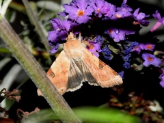 Heliothis peltigera