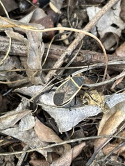 Largus californicus