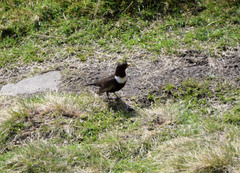 Turdus torquatus