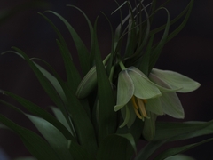 Fritillaria persica