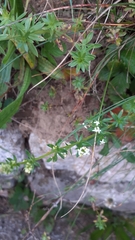 Galium saxatile