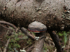 Fomitopsidaceae