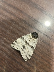 Catocala relicta