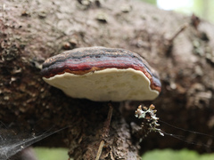 Fomitopsidaceae