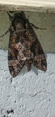 Agrius cingulata