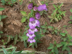 Penstemon campanulatus
