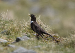Turdus torquatus