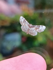 Idaea rusticata