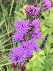 Liatris ligulistylis