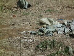 Emberiza spodocephala
