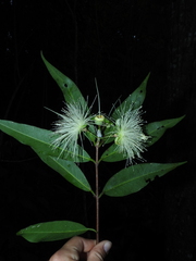 Myrtoideae