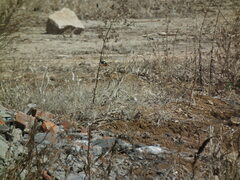 Phoenicurus auroreus