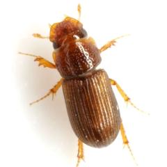 Platytomus longulus