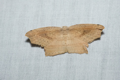 Phalacra