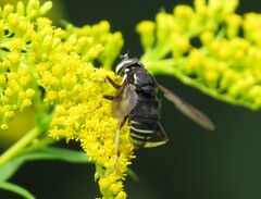 Spilomyia fusca
