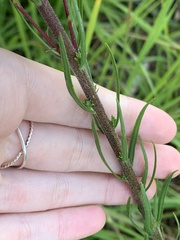 Liatris ligulistylis