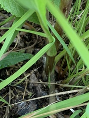 Liatris ligulistylis