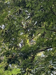 Castanea mollissima