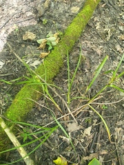 Carex lupulina