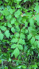 Koelreuteria paniculata
