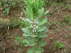 Vicia faba
