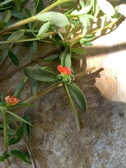 Portulaca umbraticola