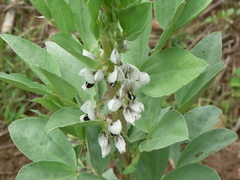 Vicia faba