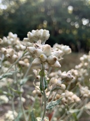 Pseudognaphalium macounii