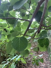 Phyllocnistis populiella