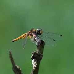 Aethriamanta brevipennis