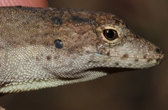 Anolis cusuco