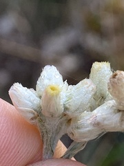 Pseudognaphalium macounii