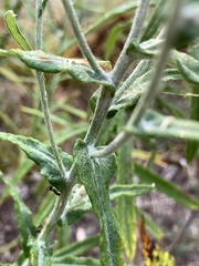 Pseudognaphalium macounii