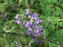 Solanum dulcamaroides