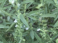 Salvia reflexa