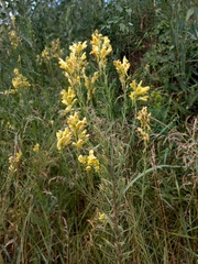 Linaria biebersteinii ruthenica